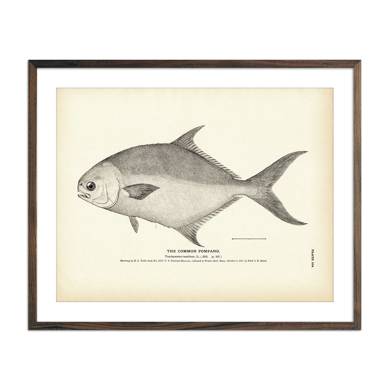 Common Pompano Art Print - Muir Way - Fisheries