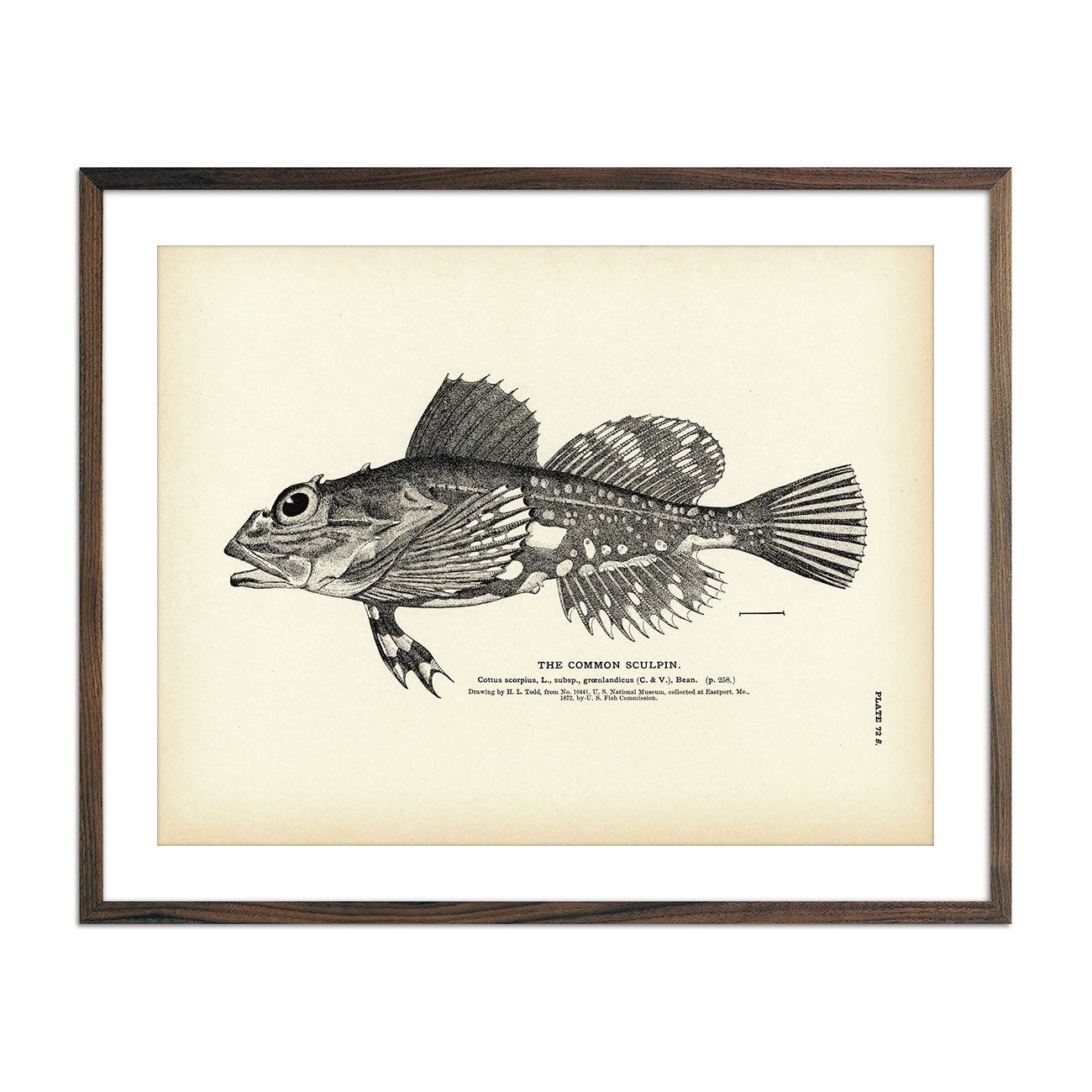 Common Sculpin Art Print - Muir Way - Fisheries