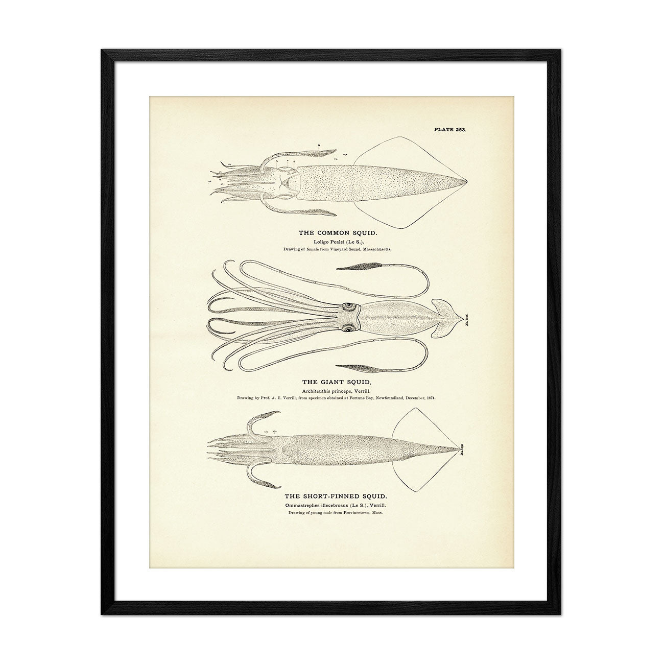 Common Squid, Giant Squid, and Short - Finned Squid Art Print - Muir Way - Fisheries