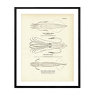 Common Squid, Giant Squid, and Short - Finned Squid Art Print - Muir Way - Fisheries