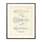 Common Squid, Giant Squid, and Short - Finned Squid Art Print - Muir Way - Fisheries