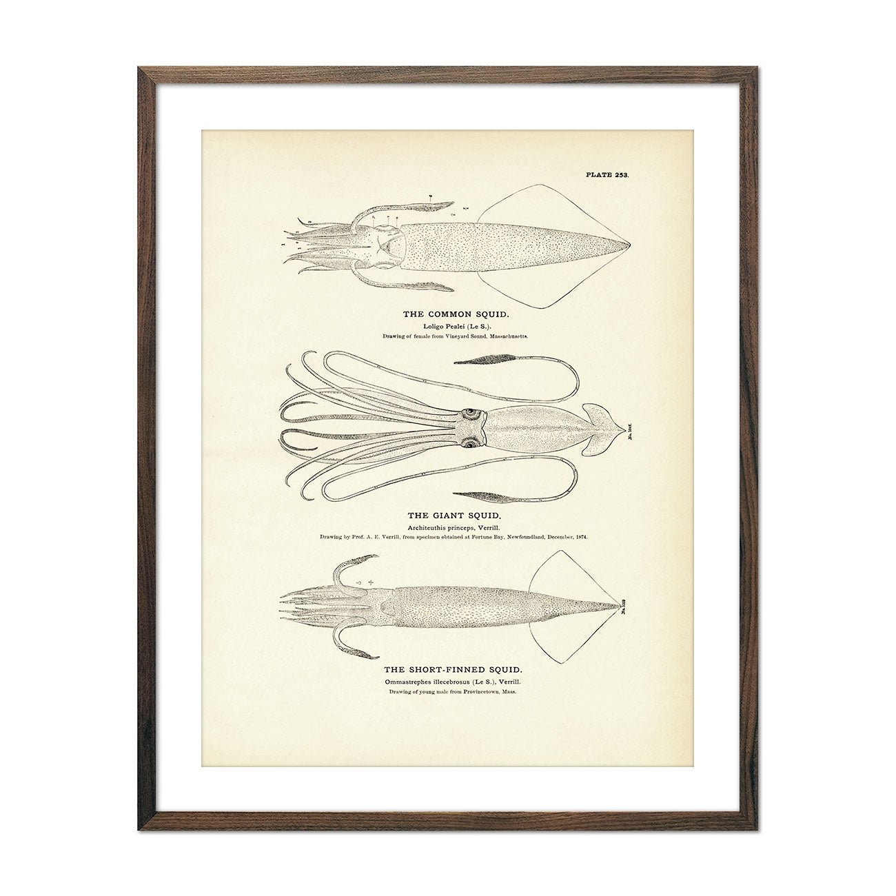 Common Squid, Giant Squid, and Short - Finned Squid Art Print - Muir Way - Fisheries
