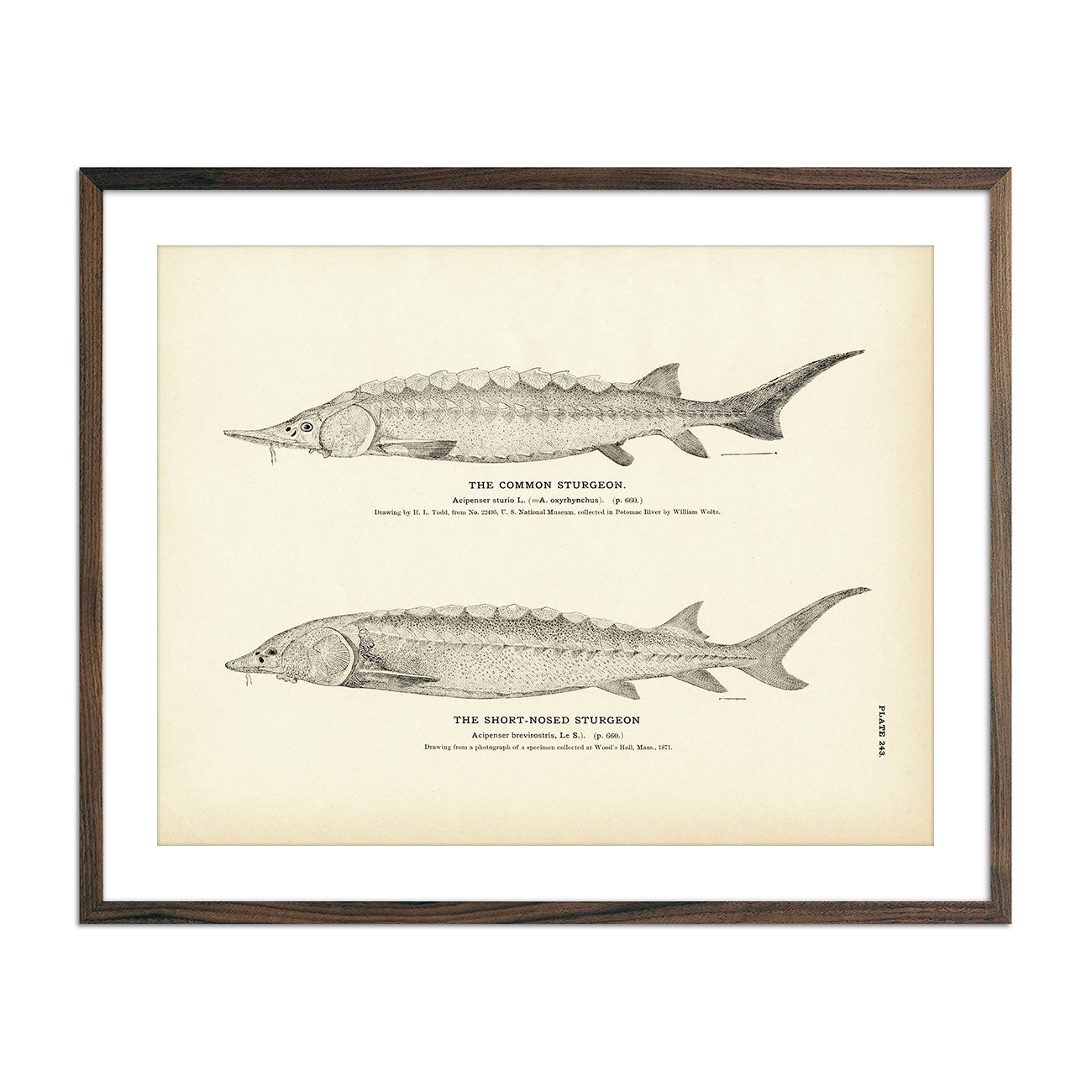 Common Sturgeon and Short - Nosed Sturgeon Art Print - Muir Way - Fisheries