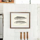 Common Catfish (Wolf - Fish) and Spotted Catfish Art Print - Muir Way - Fisheries
