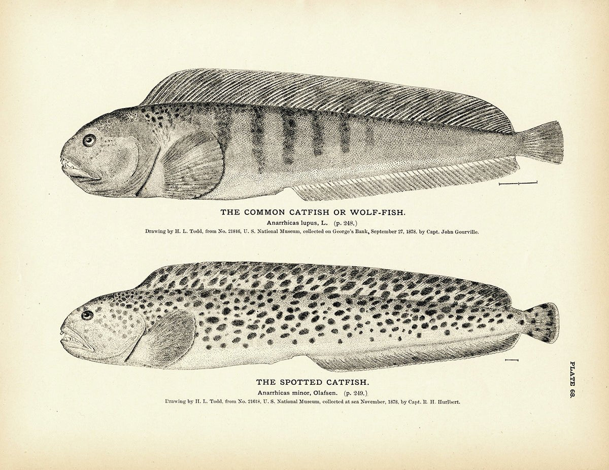 Common Catfish (Wolf - Fish) and Spotted Catfish Art Print - Muir Way - Fisheries