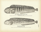 Common Catfish (Wolf - Fish) and Spotted Catfish Art Print - Muir Way - Fisheries