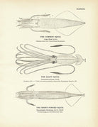Common Squid, Giant Squid, and Short - Finned Squid Art Print - Muir Way - Fisheries