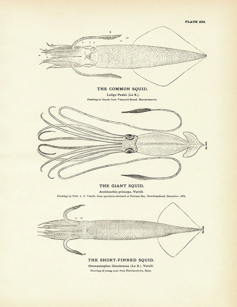 Common Squid, Giant Squid, and Short - Finned Squid Art Print - Muir Way - Fisheries