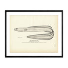 Conger Sea Eel Art Print - Muir Way - Fisheries