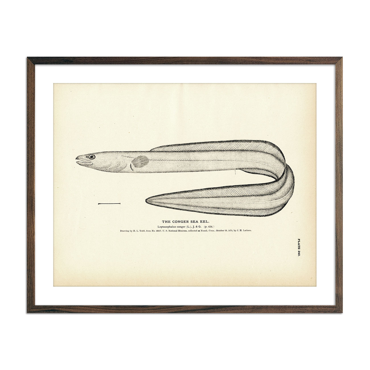 Vintage Conger Sea Eel fish print