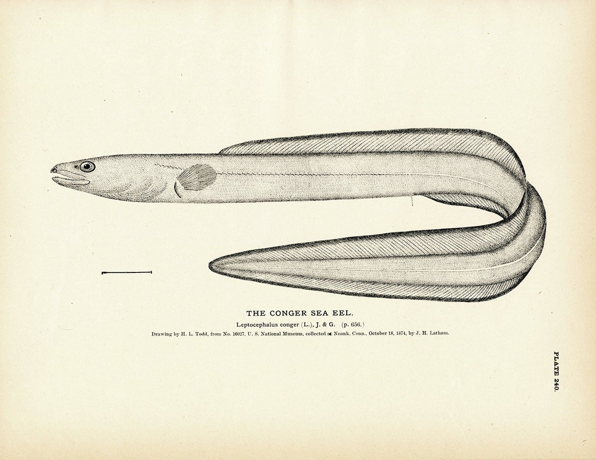Conger Sea Eel Art Print - Muir Way - Fisheries