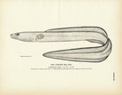 Conger Sea Eel Art Print - Muir Way - Fisheries
