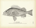 Corsair Art Print - Muir Way - Fisheries