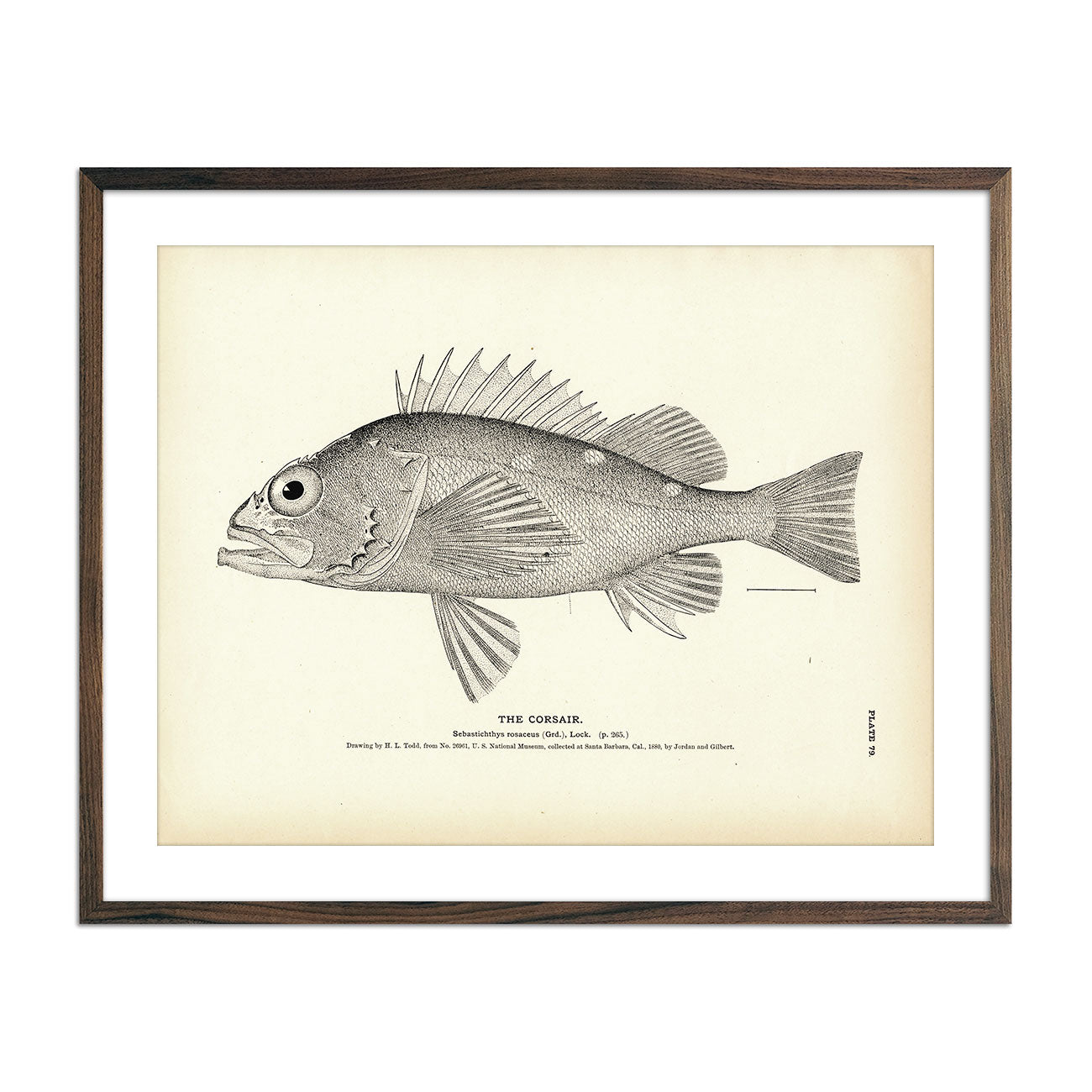 Corsair Art Print - Muir Way - Fisheries