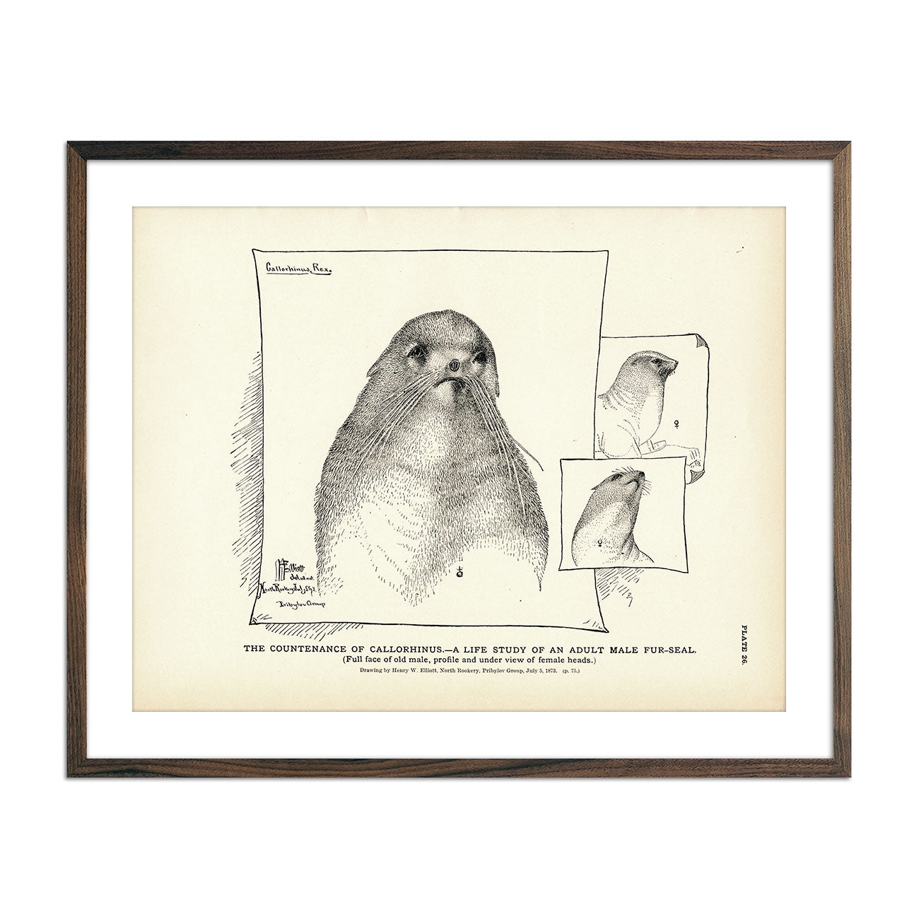 Countenance of Callorhinus (Fur - Seal) Art Print - Muir Way - Fisheries