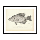 Crappie (Sac - a - lait) Art Print - Muir Way - Fisheries