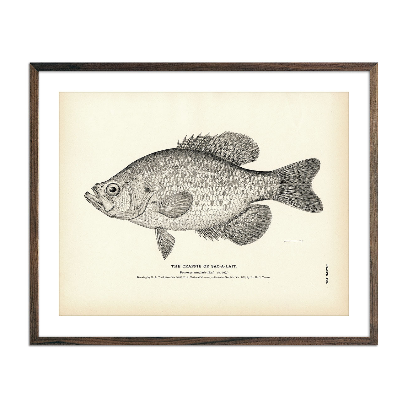 Crappie (Sac - a - lait) Art Print - Muir Way - Fisheries