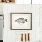 Crappie (Sac - a - lait) Art Print - Muir Way - Fisheries