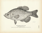 Crappie (Sac - a - lait) Art Print - Muir Way - Fisheries