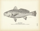 Croaker Art Print - Muir Way - Fisheries