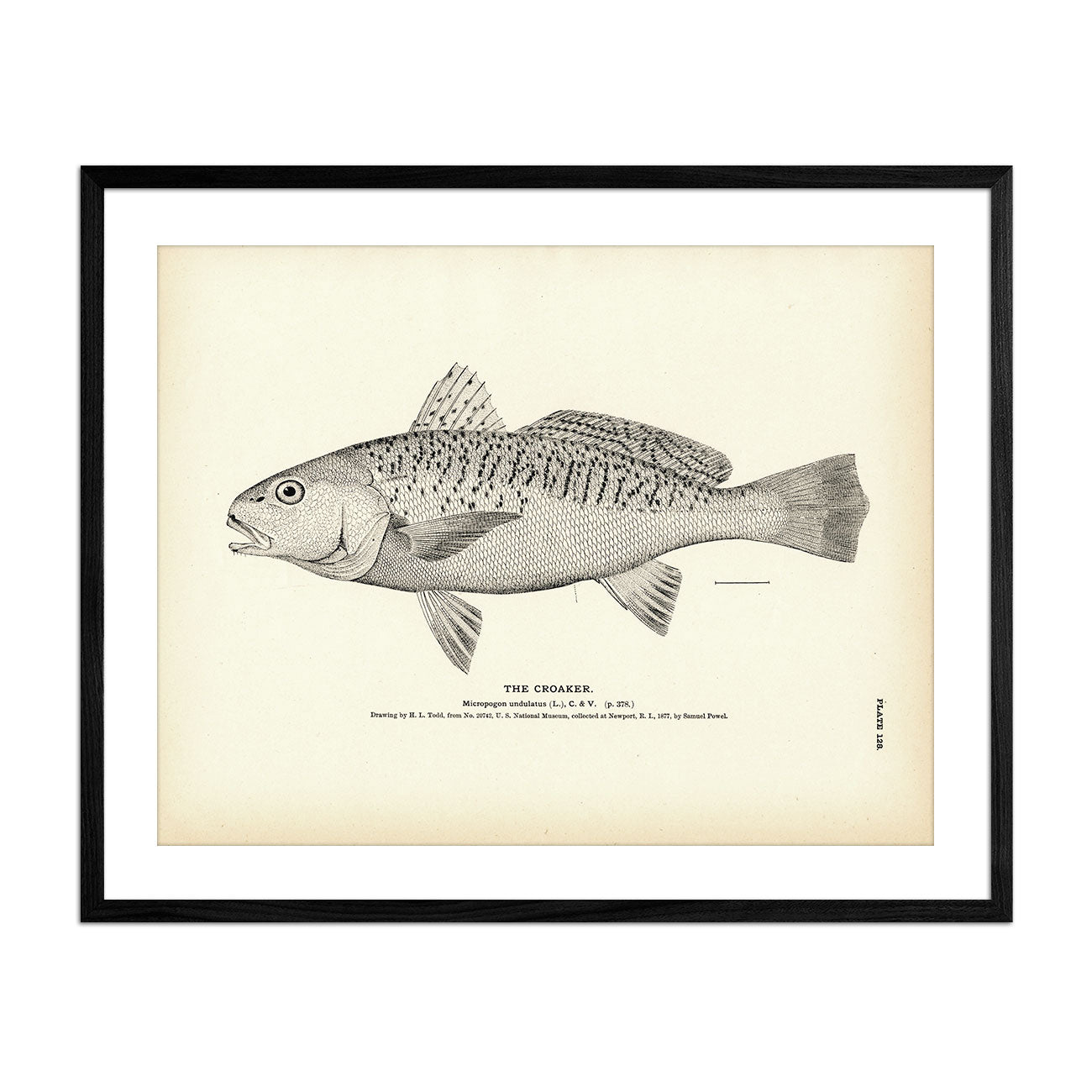 Croaker Art Print - Muir Way - Fisheries