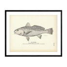 Croaker Art Print - Muir Way - Fisheries