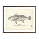 Croaker Art Print - Muir Way - Fisheries