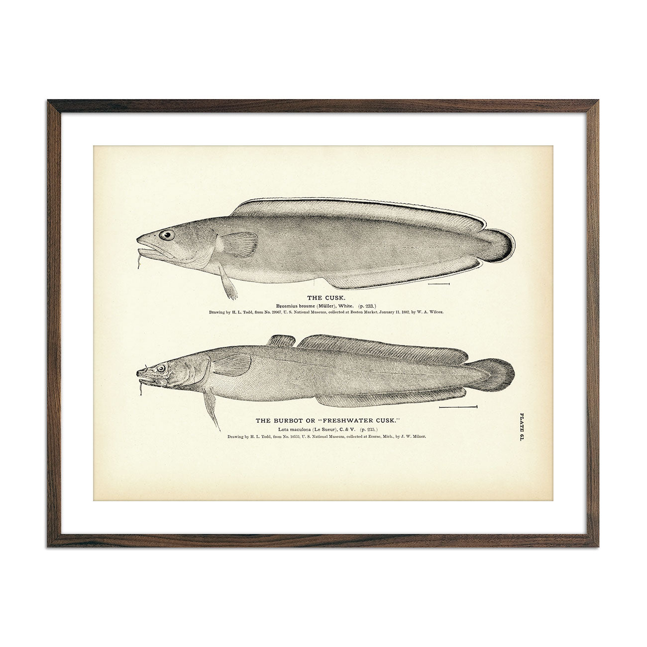 Cusk and Burbot (Freshwater Cusk) Art Print - Muir Way - Fisheries