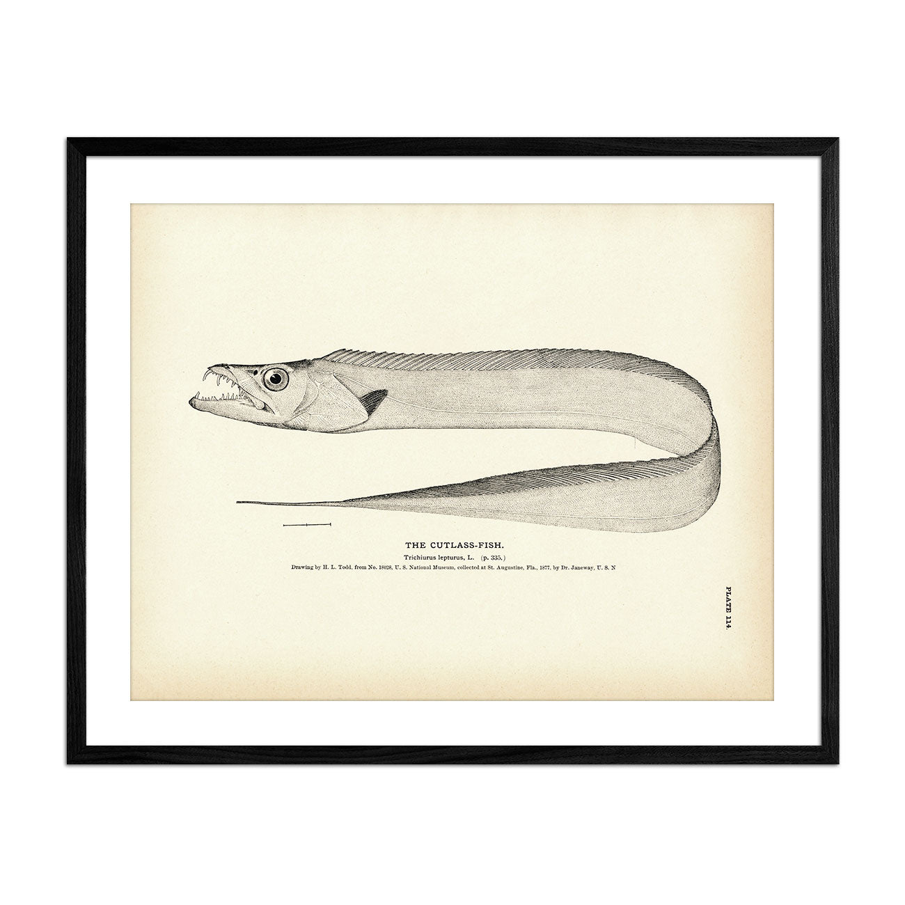 Cutlass - Fish Art Print - Muir Way - Fisheries