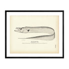 Cutlass - Fish Art Print - Muir Way - Fisheries