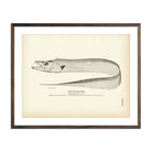 Cutlass - Fish Art Print - Muir Way - Fisheries