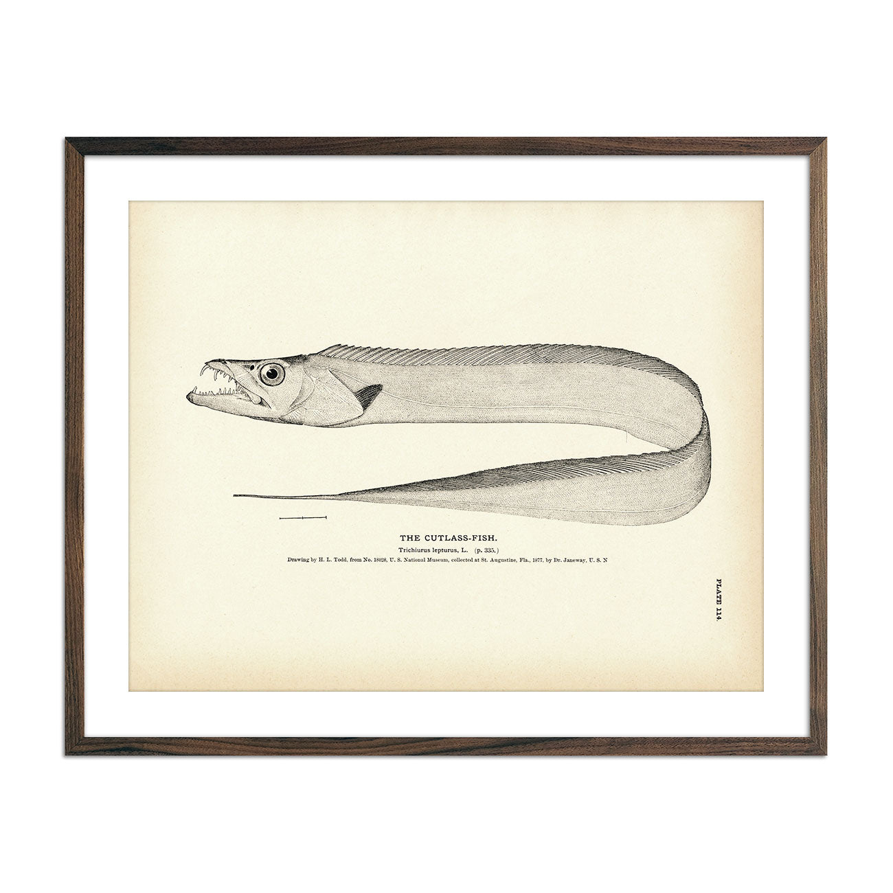Cutlass - Fish Art Print - Muir Way - Fisheries