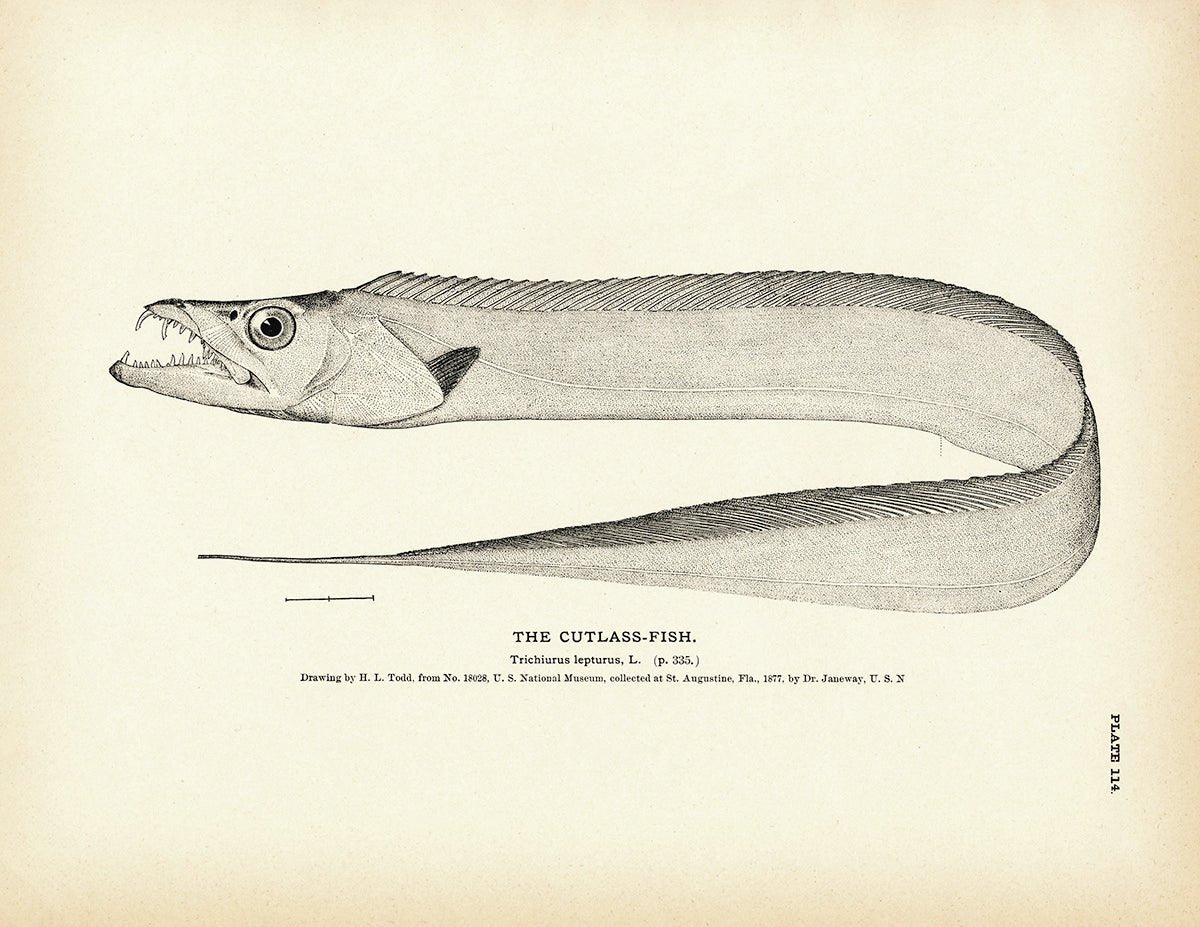 Cutlass - Fish Art Print - Muir Way - Fisheries