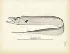 Cutlass - Fish Art Print - Muir Way - Fisheries