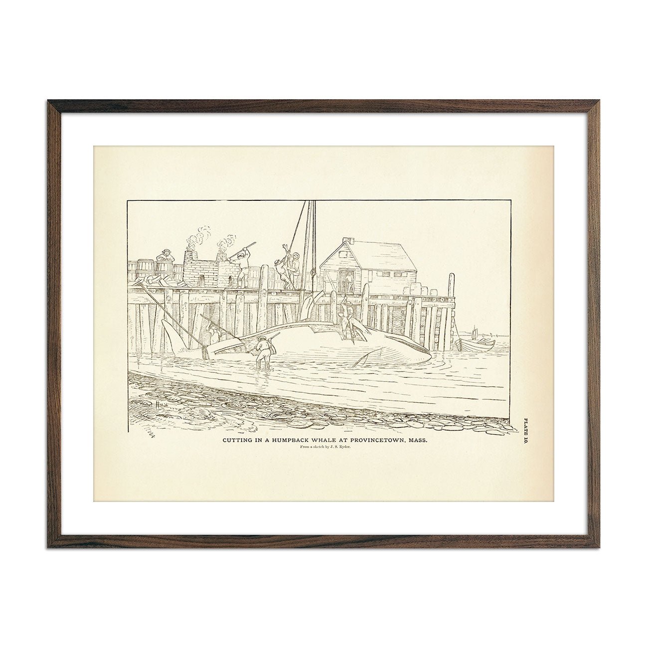 Cutting Humpback Whale Art Print - Muir Way - Fisheries