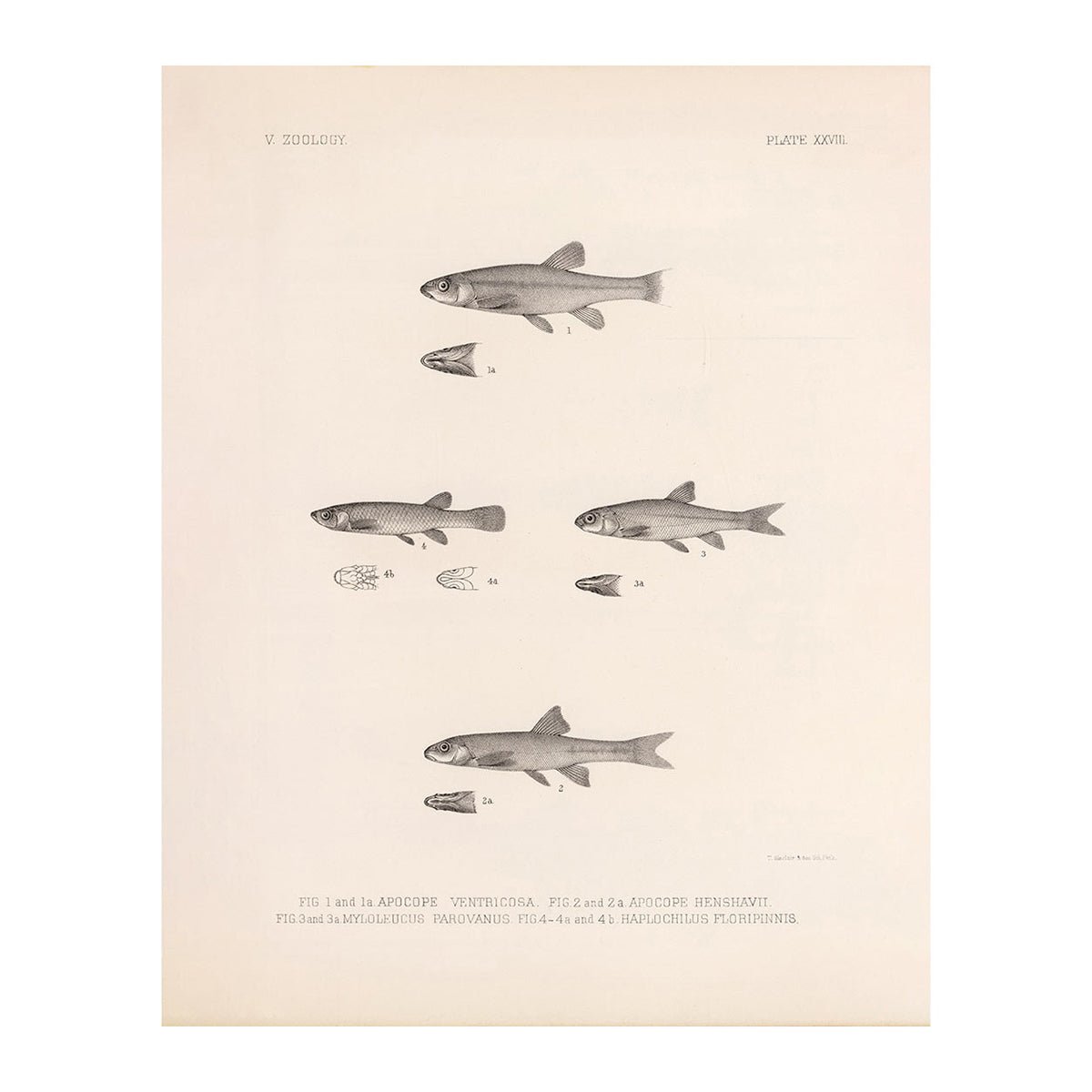Dace, Roach, and Topminnow Art Print - Muir Way - Animals