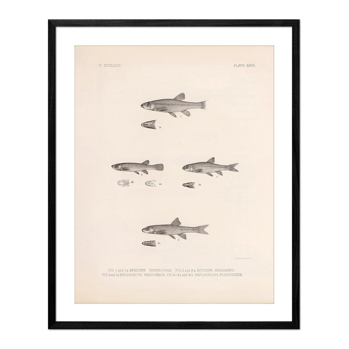 Dace, Roach, and Topminnow Art Print - Muir Way - Animals