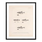 Dace, Roach, and Topminnow Art Print - Muir Way - Animals