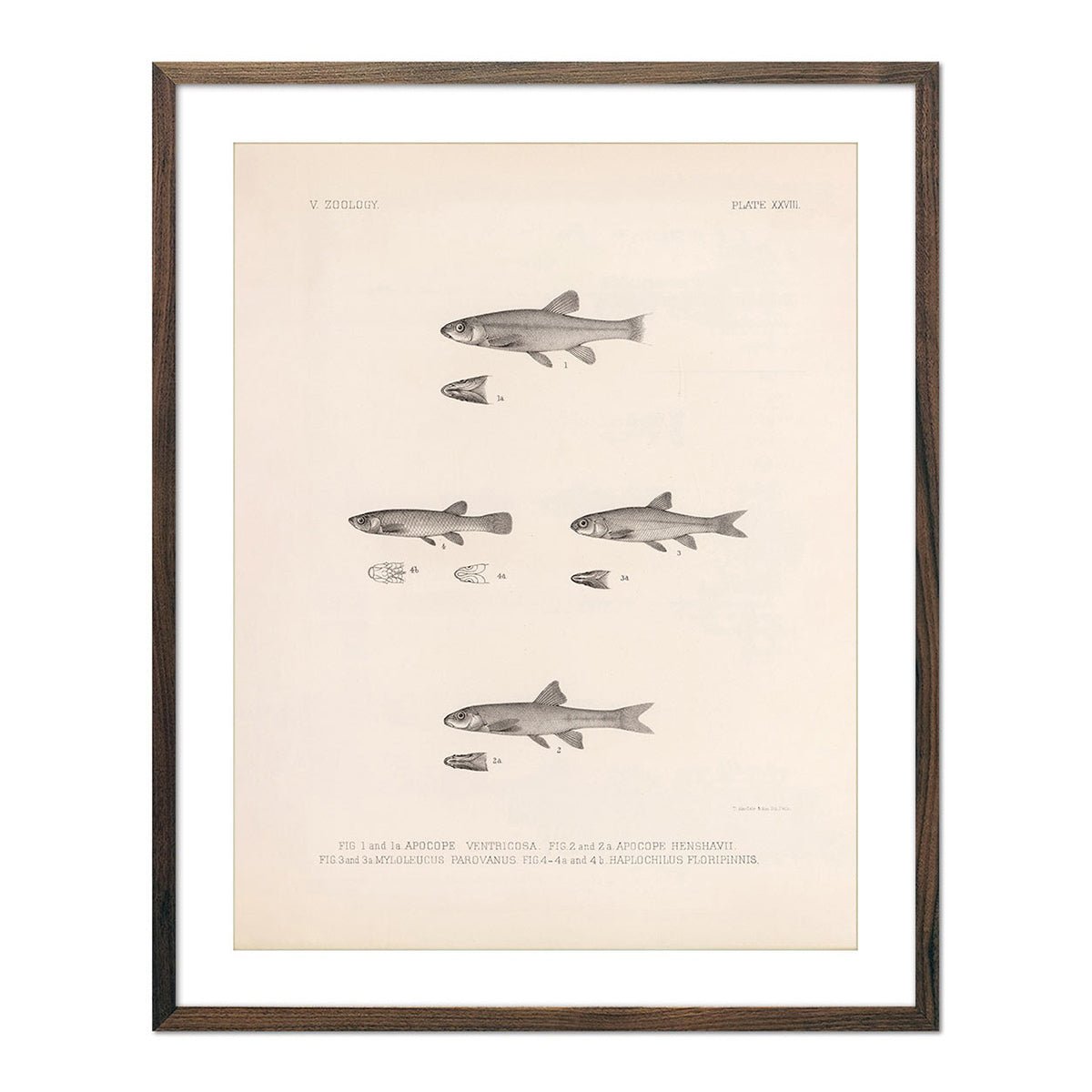 Dace, Roach, and Topminnow Art Print - Muir Way - Animals