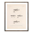 Dace, Roach, and Topminnow Art Print - Muir Way - Animals