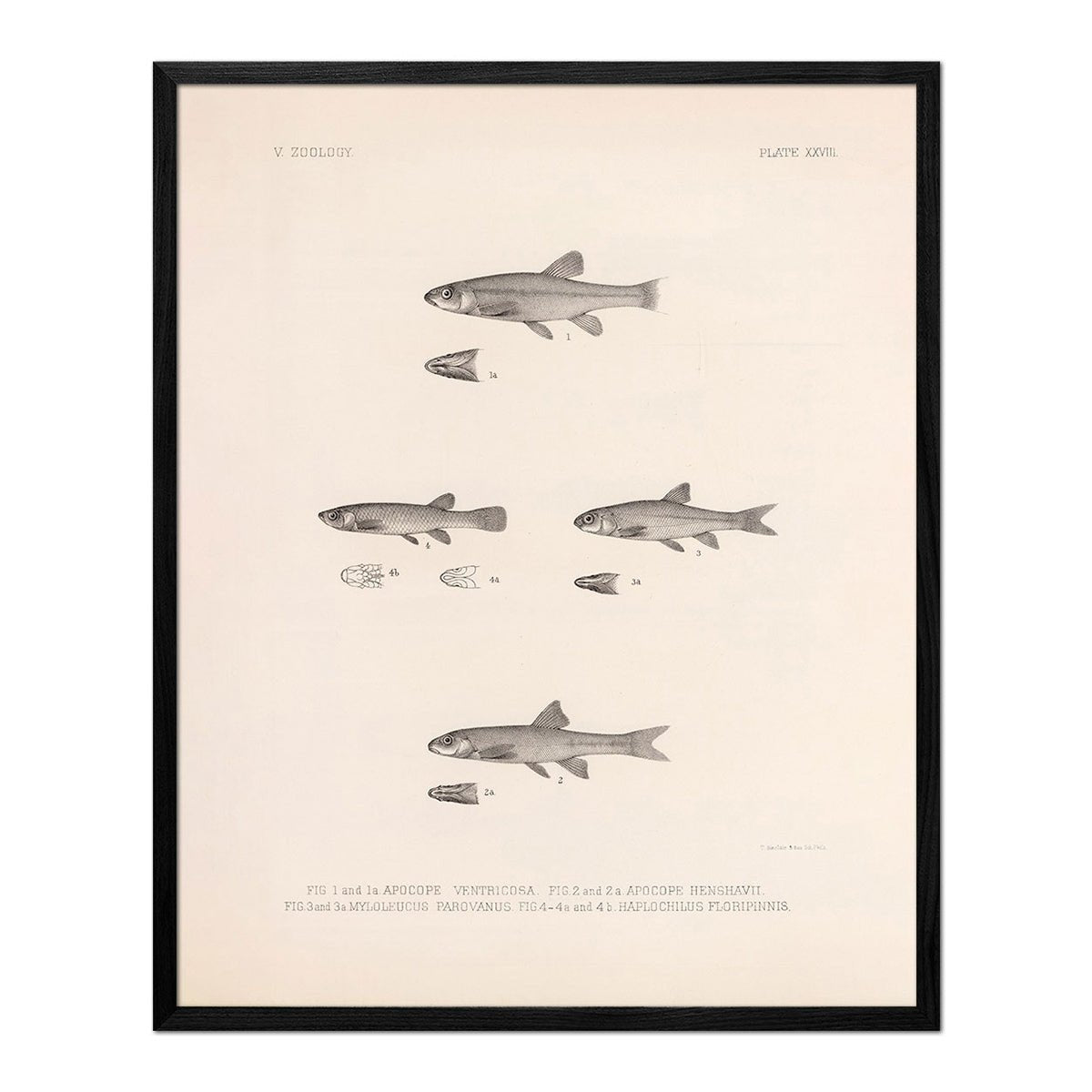 Dace, Roach, and Topminnow Art Print - Muir Way - Animals