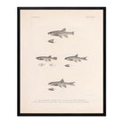 Dace, Roach, and Topminnow Art Print - Muir Way - Animals