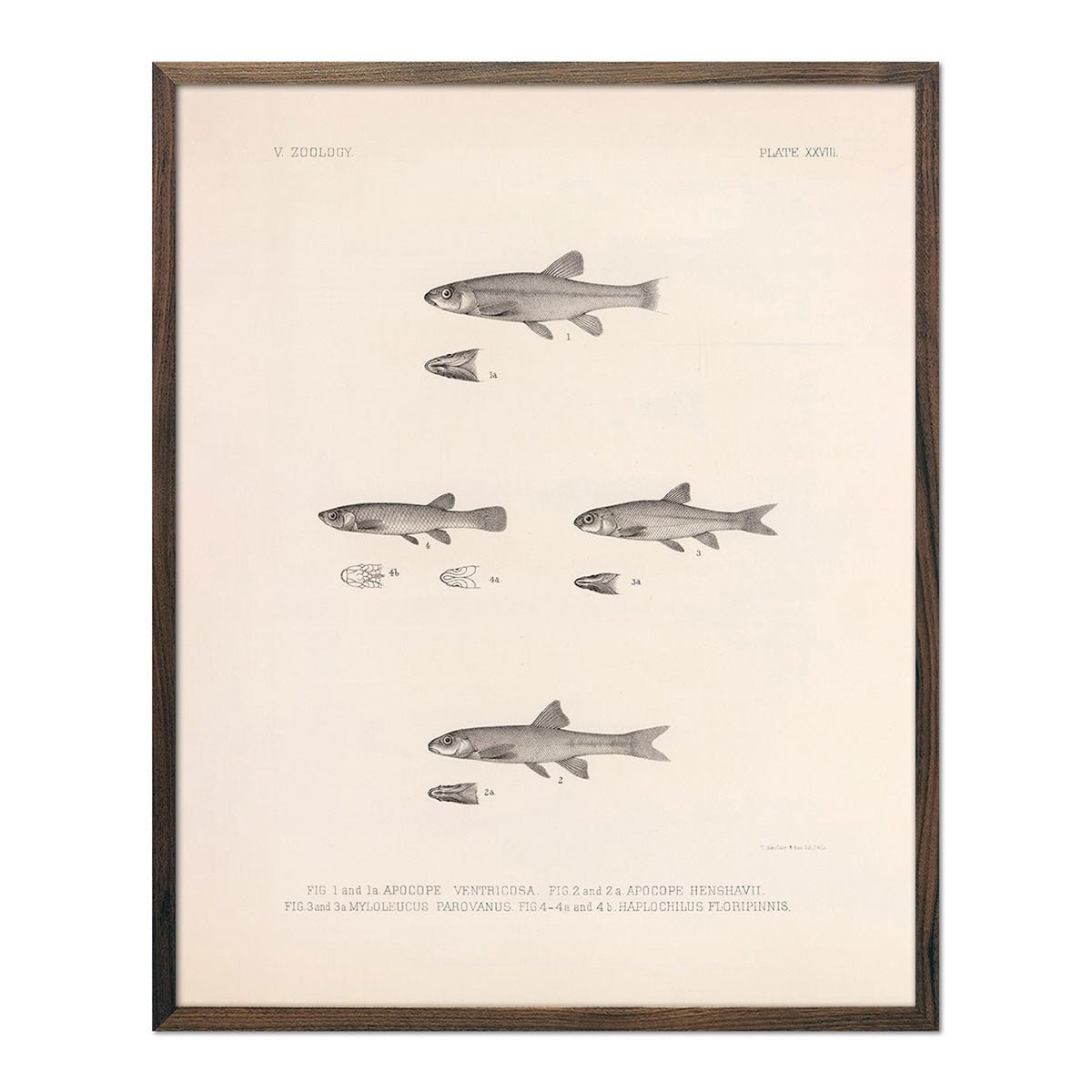 Dace, Roach, and Topminnow Art Print - Muir Way - Animals