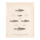 Daces and Chubs Art Print - Muir Way - Animals