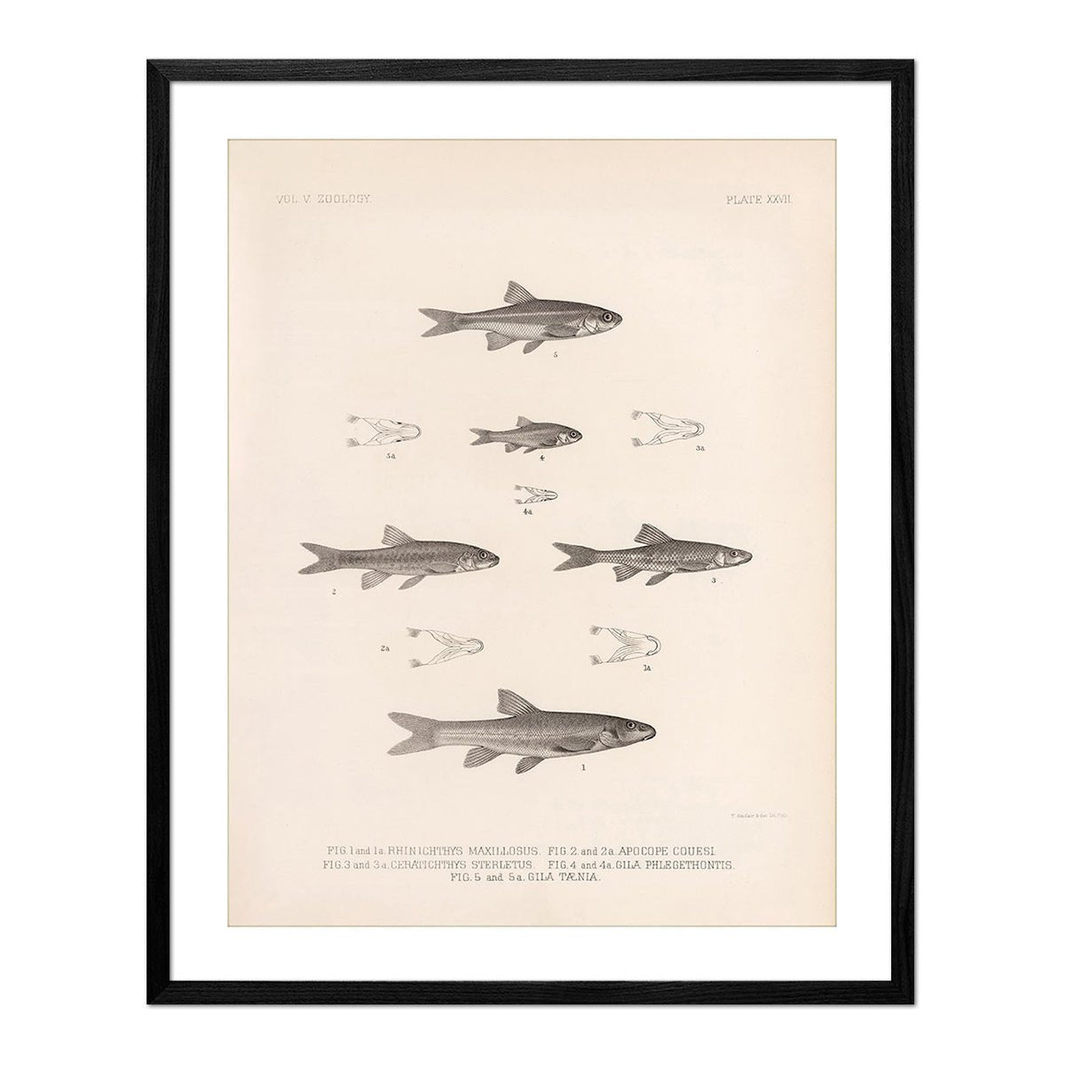 Daces and Chubs Art Print - Muir Way - Animals