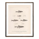 Daces and Chubs Art Print - Muir Way - Animals