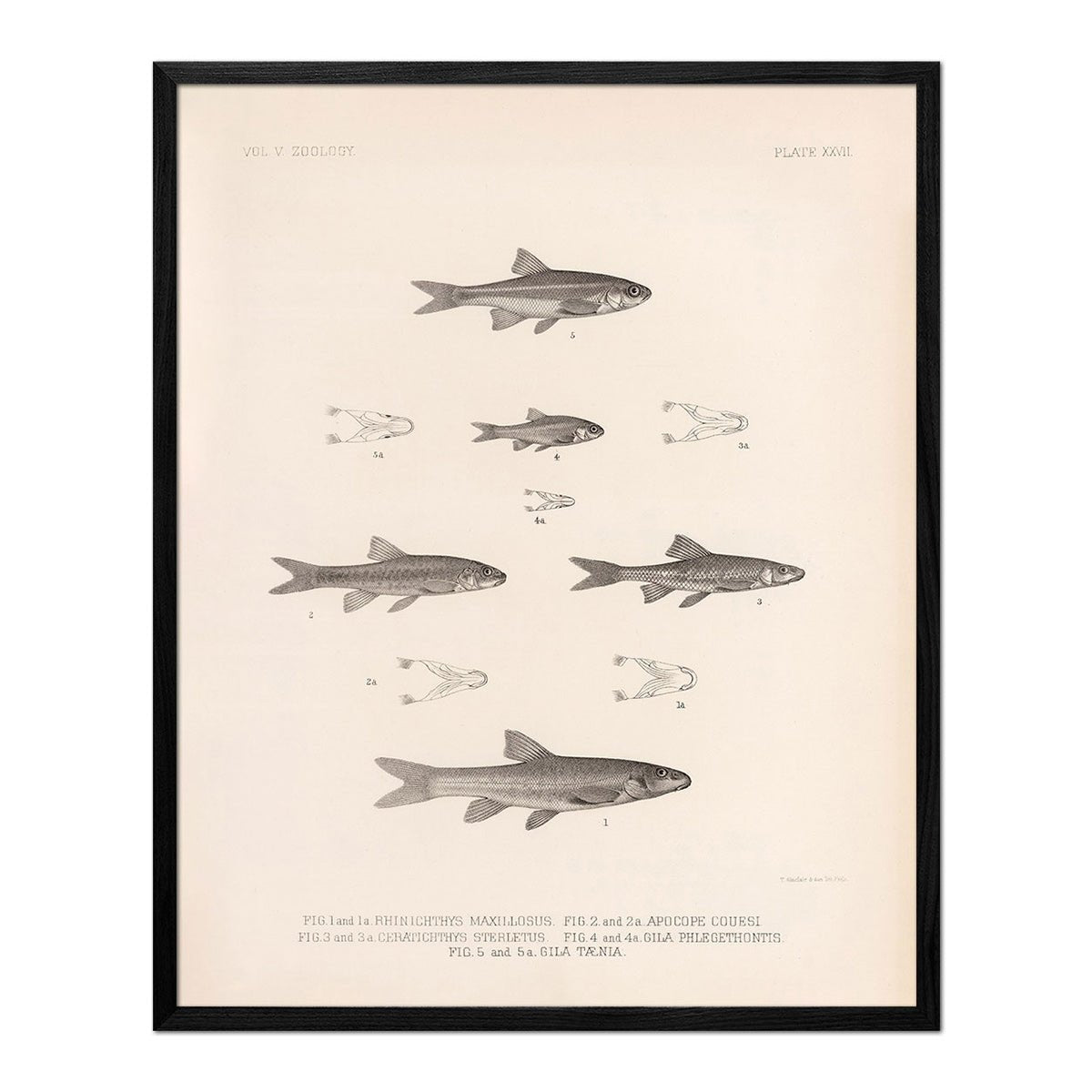 Daces and Chubs Art Print - Muir Way - Animals