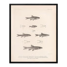 Daces and Chubs Art Print - Muir Way - Animals