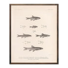 Daces and Chubs Art Print - Muir Way - Animals