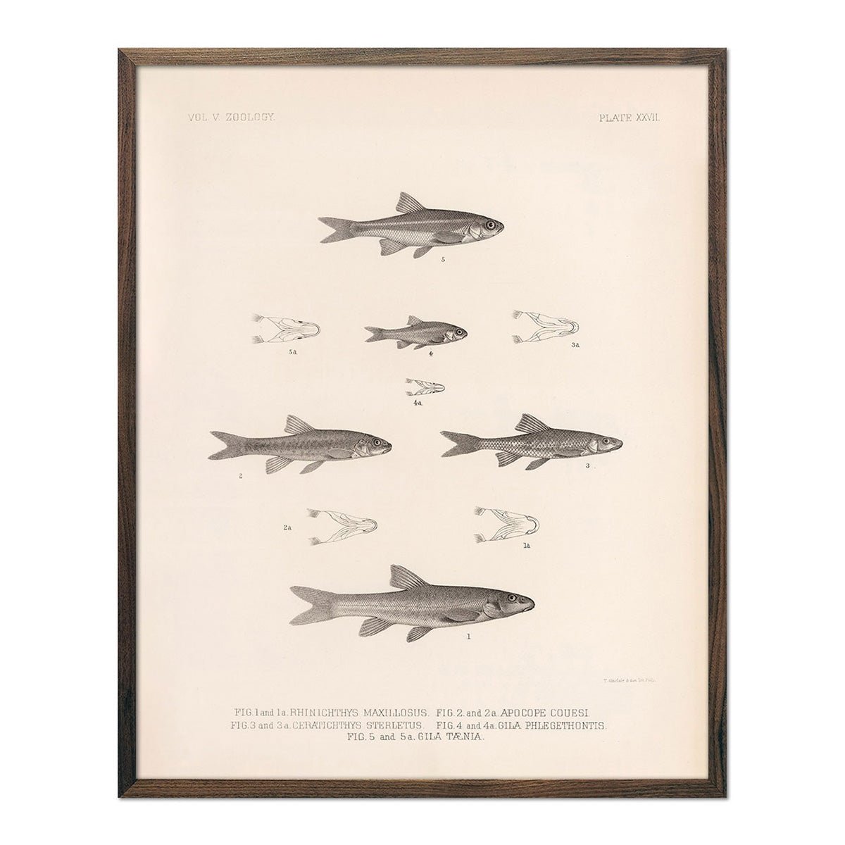 Daces and Chubs Art Print - Muir Way - Animals